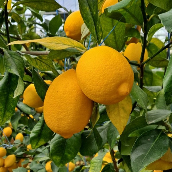 [구매평] 제주한입 레몬