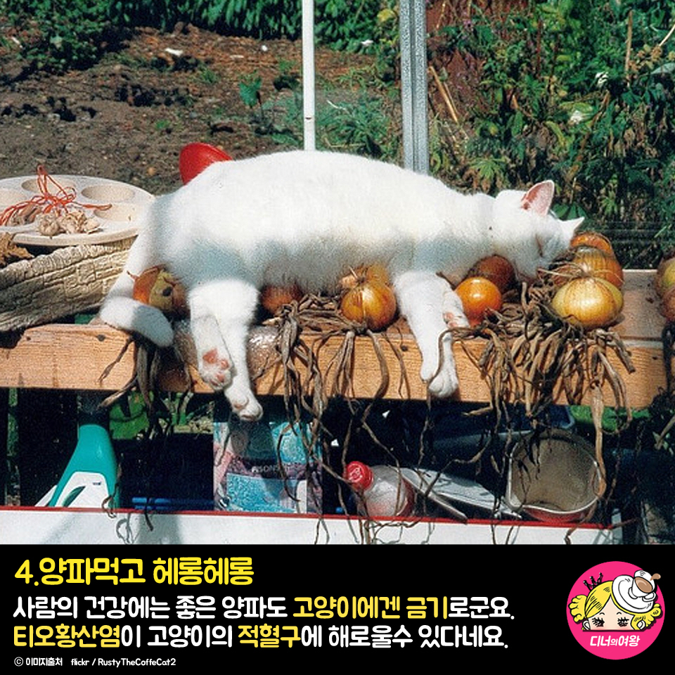 card_img