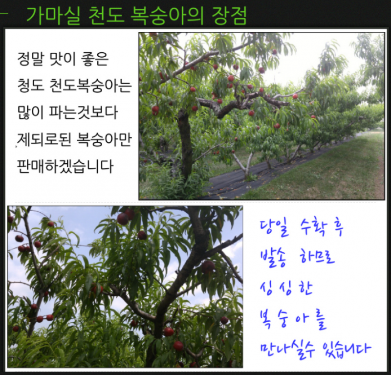 디너의여왕 - [배송] 가마실농장 천도복숭아 1차