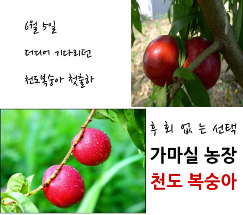 디너의여왕 - [배송] 가마실농장 천도복숭아 1차