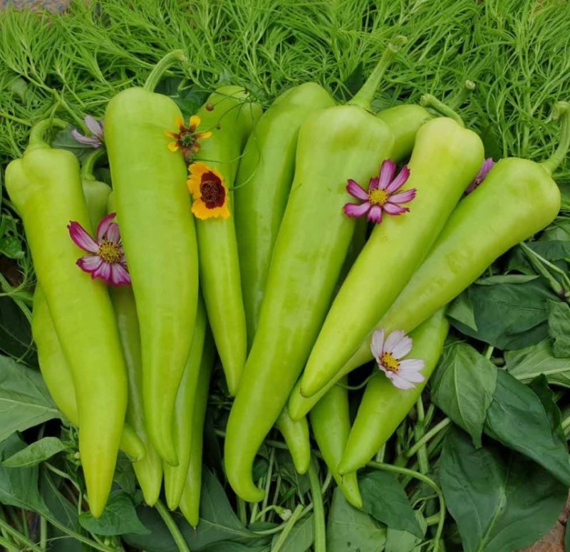 디너의여왕 - [배송] 지호네농장 고창황토밭 당조고추 1kg 1차