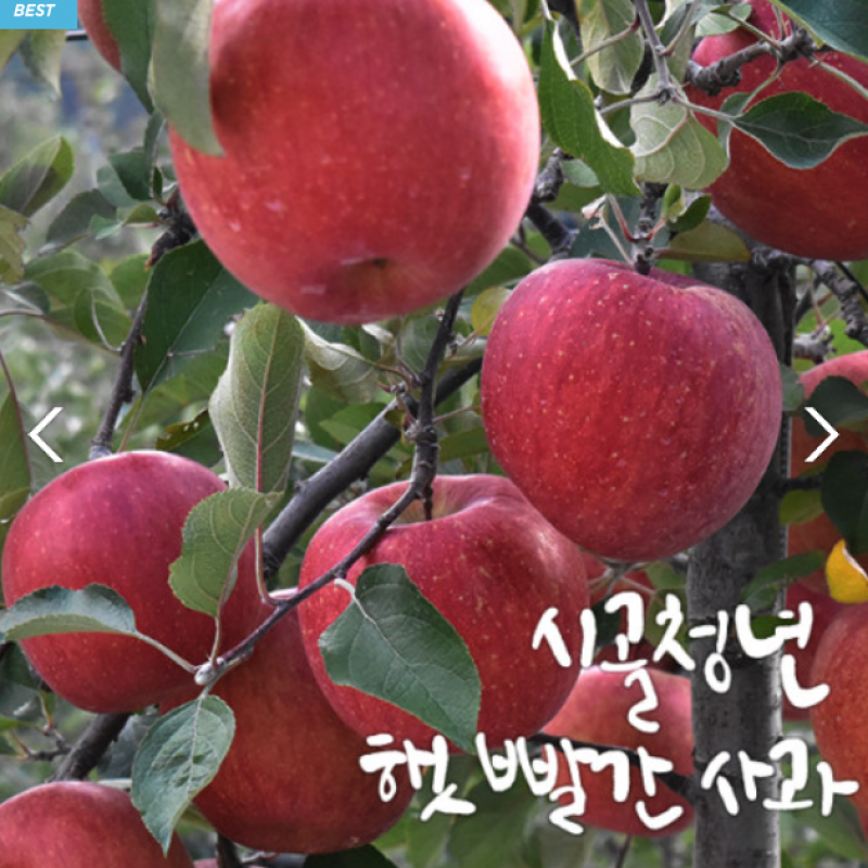 디너의여왕 - [배송] 시골청년사과 경북사과 껍질째먹는 꿀사과 1차