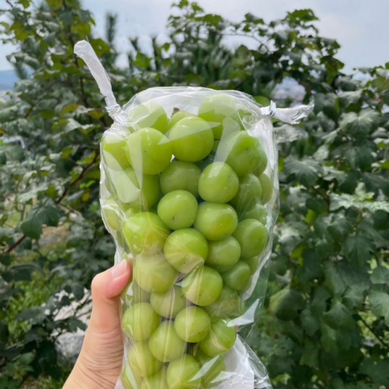디너의여왕 - [배송] 별그린농원 샤인머스캣 2kg(특품 2~3송이) 1차 디너의여왕 - [배송] 별그린농원 샤인머스캣 2kg(특품 2~3송이)  1차