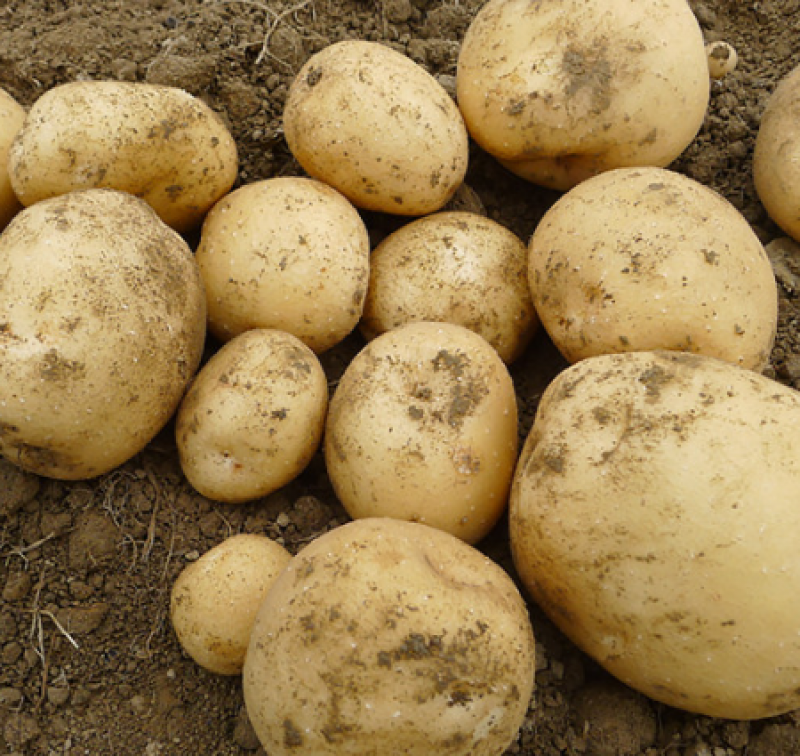 [시골집 농원] 유기농 감자 이미지