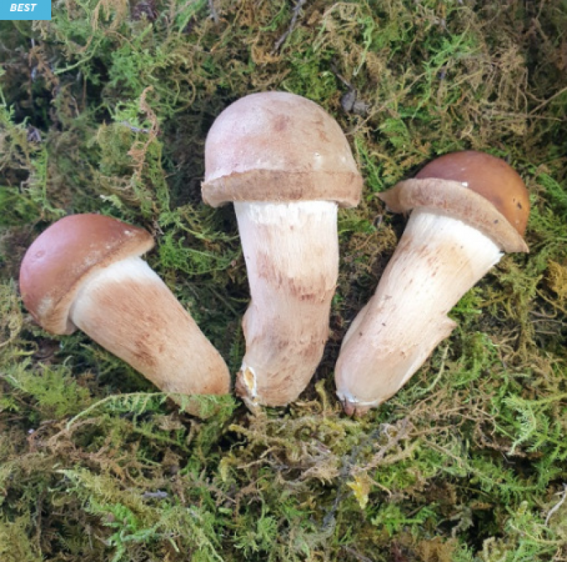 [송화버섯 옥과농원몰] 참송이버섯 이미지