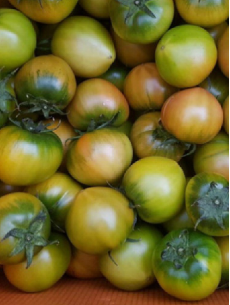 [토마토러브] 대저 짭짤이 토마토  이미지