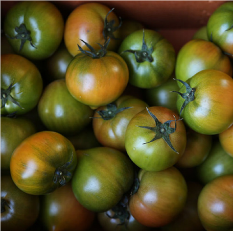 [백씨 농장] 짭짤이 토마토 이미지