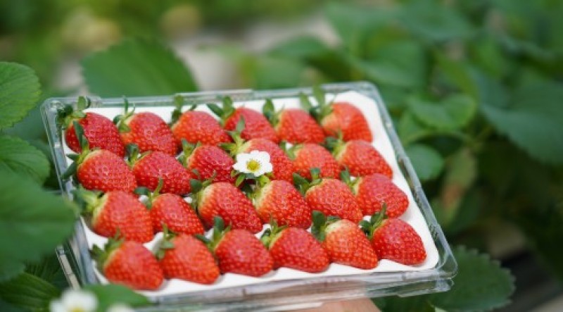 [전북전주 강샛별] 딸기 이미지