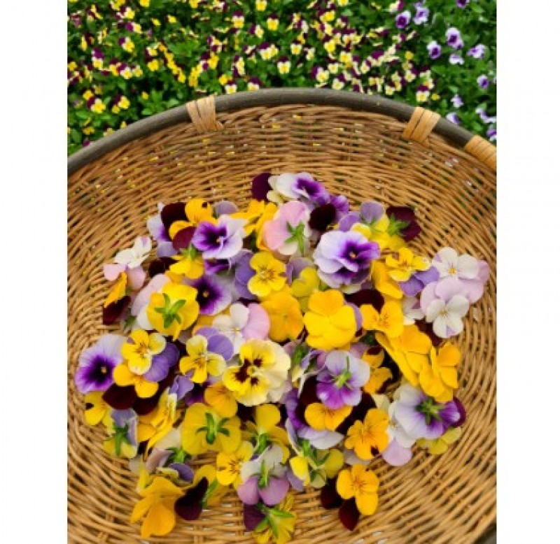[정다운농장] 비올라 식용꽃 이미지