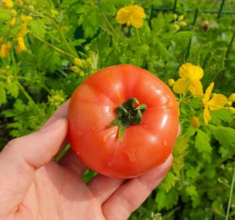 [참새농수산] 퇴촌 토마토 이미지